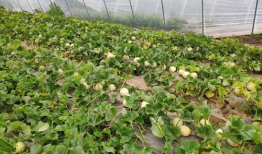 17吃瓜爆料17官网,独家爆料，热点事件一网打尽